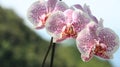 Beautiful white and purple orchid flowers. Detail of the petals