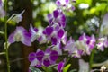 Beautiful white and purple orchid in a garden with many flowers and plants in Xcaret Park in Mexico Royalty Free Stock Photo
