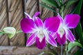 Beautiful white and purple orchids Royalty Free Stock Photo
