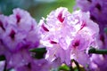 Beautiful white purple Pacific rhododendron flowers in a spring season at a botanical garden.