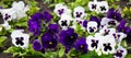 Beautiful white and purple pansy flowers, selective focus Royalty Free Stock Photo