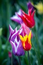 Beautiful white and purple parrot tulips and red and yellow tulips bloom in a Holland Michigan park Royalty Free Stock Photo