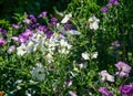 Beautiful white and purple petunia flowers in summer garden Royalty Free Stock Photo