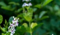 Beautiful white and purple Pseuderanthemum