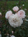 Beautiful white and purple roses and green leaves Royalty Free Stock Photo