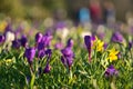 Beautiful white, purple spring crocus and yellow daffodils flowers with colorful blurry background, Marlay Park, Dublin, Ireland Royalty Free Stock Photo