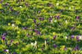 Beautiful white and purple spring crocus and yellow daffodils flowers on green grass field background, Marlay Park, Dublin Royalty Free Stock Photo