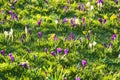 Beautiful white and purple spring crocus and yellow daffodils flowers on green grass field background, Marlay Park, Dublin Royalty Free Stock Photo