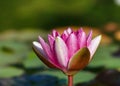 Beautiful white, purple waterlily, lotus flower with green leaves growing out in a lily pond. Royalty Free Stock Photo