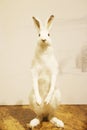 beautiful white rabbit in natural science museum at Taichung, Taiwan.
