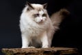 Ragdoll white very beauty cat