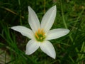 Beautiful white rain lily flower ornamental plant with green stems Royalty Free Stock Photo