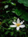 A beautiful white Rain Lily flower in rainy season Royalty Free Stock Photo