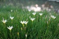beautiful white rain lily flowers in garden field by small pond Royalty Free Stock Photo