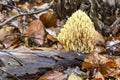 A beautiful white Ramaria formosa mushroom on a peace of wood in the forrest Royalty Free Stock Photo