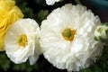 Beautiful white ranunculus flowers in the garden