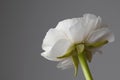 Beautiful white ranunculus on a gray background Royalty Free Stock Photo