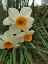 Beautiful white razzle flowers.