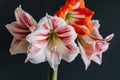 Beautiful white and red Amaryllis flowers on a black background Royalty Free Stock Photo