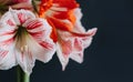 Beautiful white and red Amaryllis flowers on a black background Royalty Free Stock Photo
