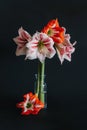 Beautiful white and red Amaryllis flowers in a glass vase on a black background Royalty Free Stock Photo