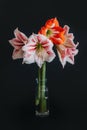 Beautiful white and red Amaryllis flowers in a glass vase on a black background Royalty Free Stock Photo