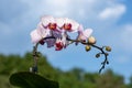 Beautiful white and red blooming moth orchids Royalty Free Stock Photo