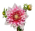 Beautiful white red dahlia with buttons. Isolated on white Royalty Free Stock Photo