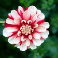 Beautiful white and red dahlia flower and water drop in blurred background Royalty Free Stock Photo