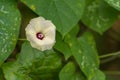 White flower on green background