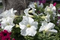 Beautiful white and red flowers on a clear sunny day