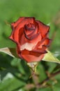 Beautiful white and red Imperatrice Farah rose. White and red roses are growing