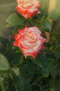 Beautiful white and red Imperatrice Farah rose. White and red roses are growing