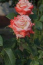 Beautiful white and red Nostalgie rose. White and red roses are growing