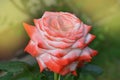 Beautiful white and red Nostalgie rose. White and red roses are growing