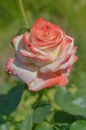 Beautiful white and red Nostalgie rose. White and red roses are growing