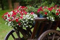 Beautiful white and red petunia flowers Petunia hybrida in pots