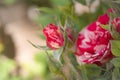 Beautiful white red rose on a bush in a garden Royalty Free Stock Photo