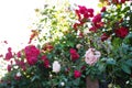 Beautiful white and red rose flowers grow together in a green bush. Rose garden on a sunny June day Royalty Free Stock Photo