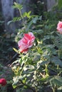 A beautiful white and red rose