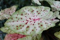 Beautiful white and red speckled leaf of Caladium Miss Muffet