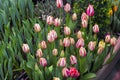 Beautiful white-red tulips