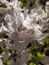 Beautiful White Rhododendron buds open in spring in a park Royalty Free Stock Photo