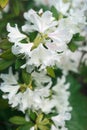 White rhododendron flower