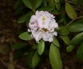 Beautiful white rhododendron flower cluster with green leaves Royalty Free Stock Photo