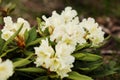 Beautiful white rhododendron flowers closeup Royalty Free Stock Photo