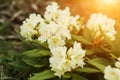 Beautiful white rhododendron flowers closeup in the sun Royalty Free Stock Photo