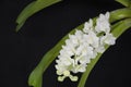 White rhynchostylis gigantea orchid flowers on black background Royalty Free Stock Photo
