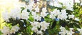 Beautiful white rodendrons shine in the sun. Panorama Royalty Free Stock Photo