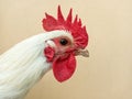 A beautiful white rooster cock. Royalty Free Stock Photo